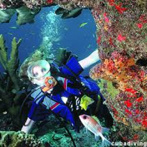 Bajo el azul (Buceo desde barco)